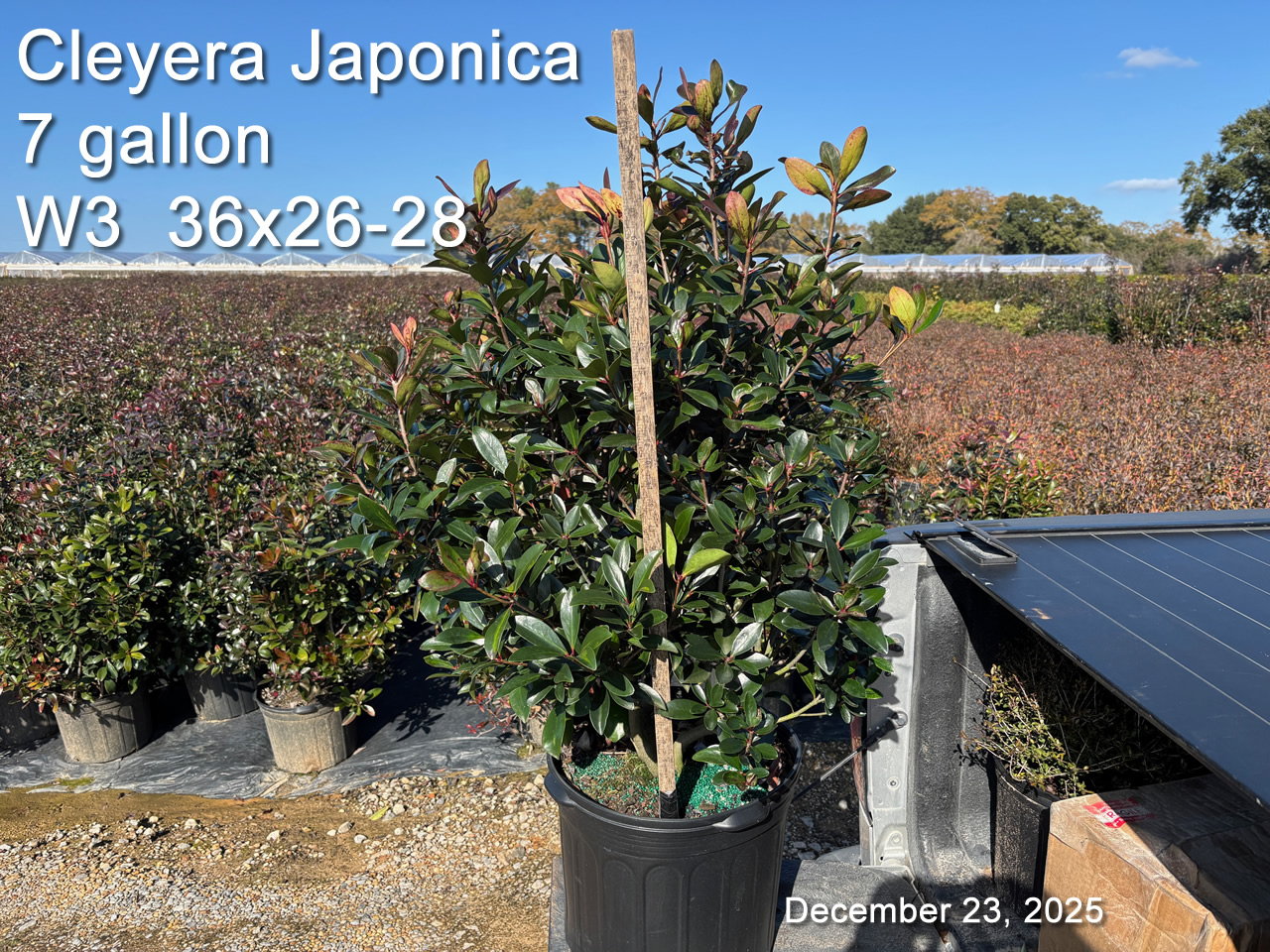 gallery/cley7 w3 dec23.jpg